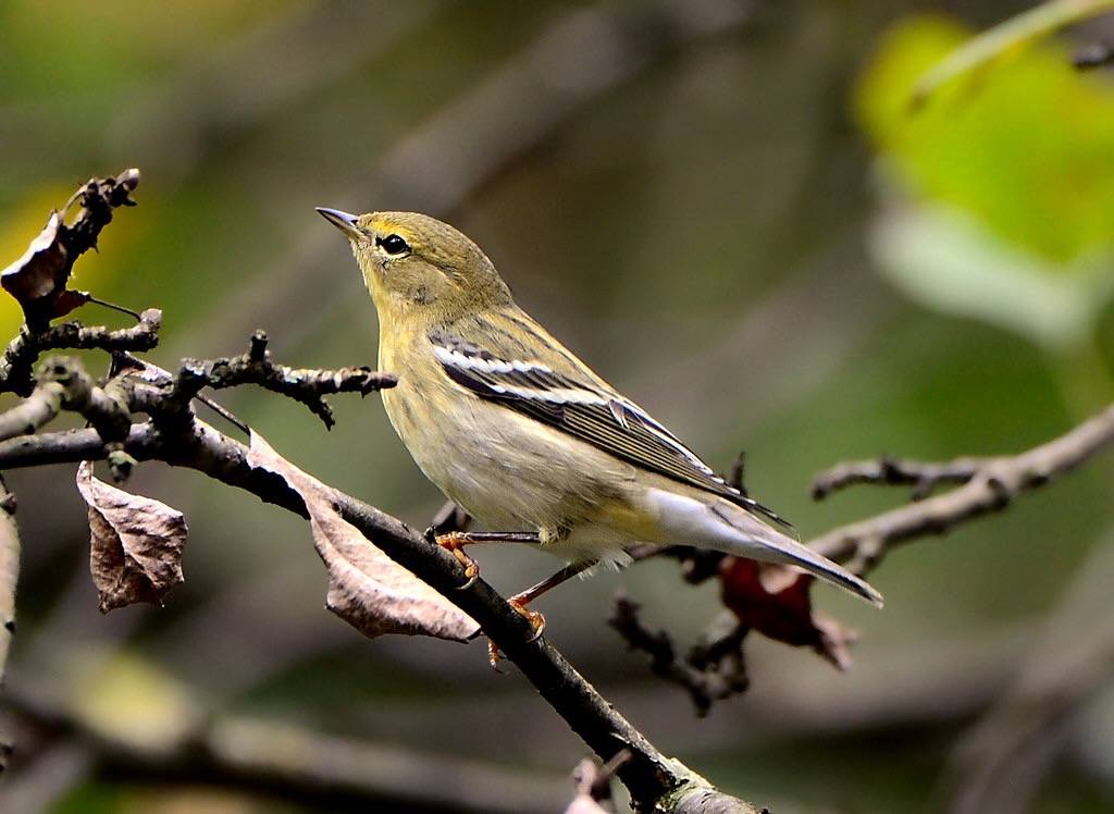 Blackpoll Warbler (Dendroica striata) by DaveInman is licensed under CC BY-NC-ND 2.0